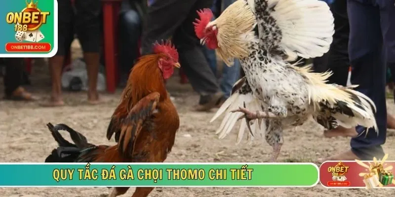 Quy tắc đá gà chọi Thomo chi tiết