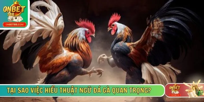 Tại sao việc hiểu thuật ngữ đá gà quan trọng?