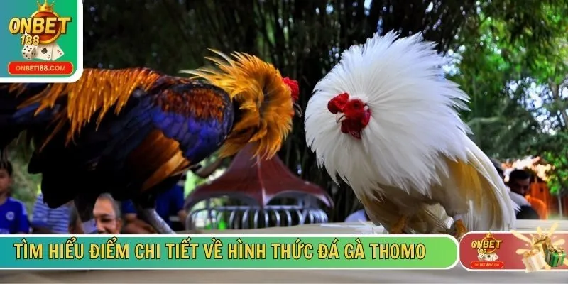Tìm hiểu điểm chi tiết về hình thức đá gà Thomo